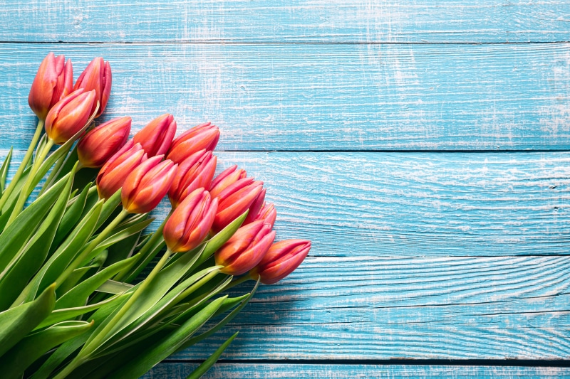 Red Tulips Bouquet on Blue Wooden Background