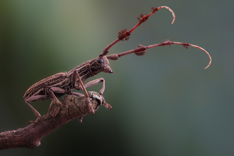 Psectrocera plumigera beetle on a branch