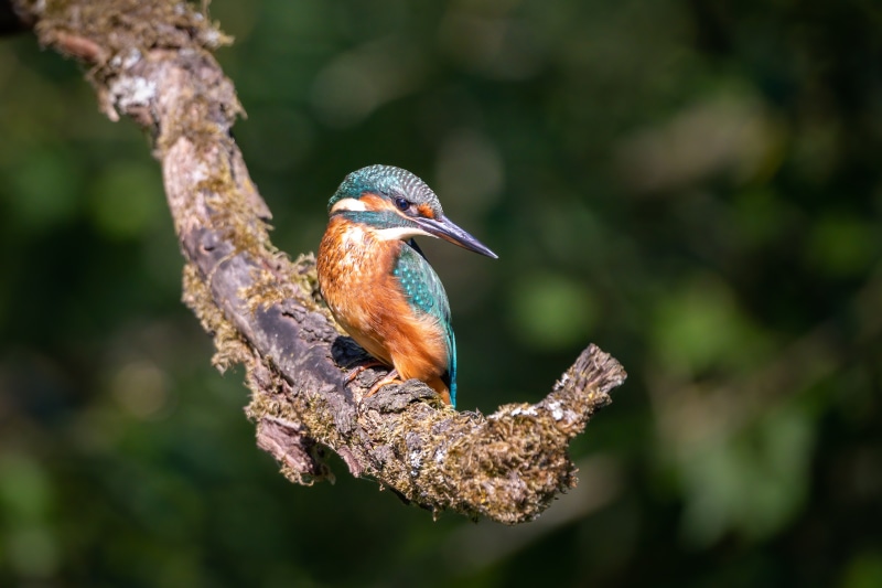 4K Common Kingfisher on a Mossy Branch