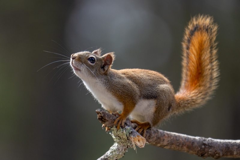 Red Squirrel on a Branch