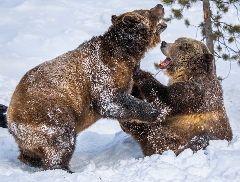 Two brown bears fighting in the snow