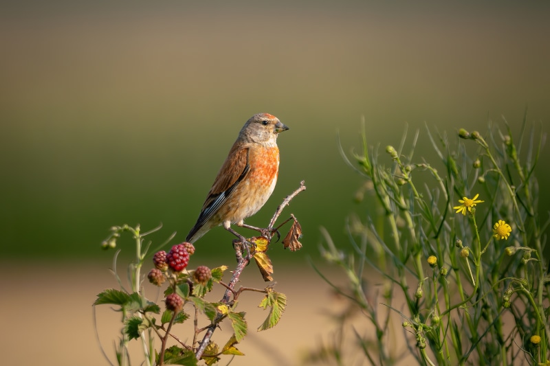 Linnet bird on a branch with berries