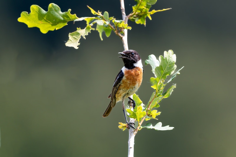 European Stonechat bird on a branch