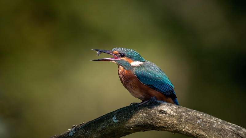 Common Kingfisher with a Fish in its Beak