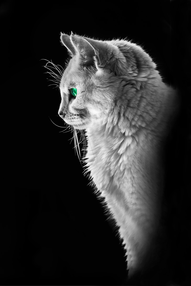 Cat with green eyes on black background