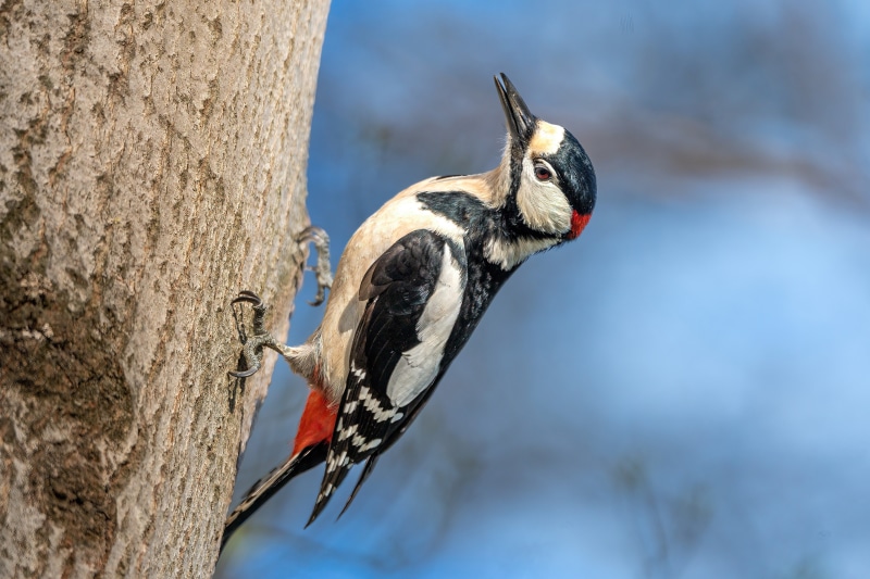 Great Spotted Woodpecker on a Tree Trunk
