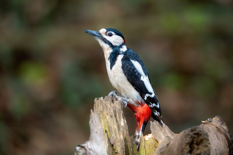 Great Spotted Woodpecker perched on a tree stump