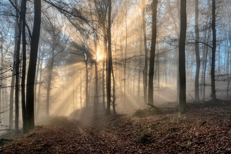 Sunbeams through fog in a forest in Rheinland-Pfalz, Germany