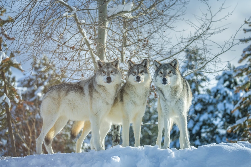 Three Wolves in a Snowy Forest