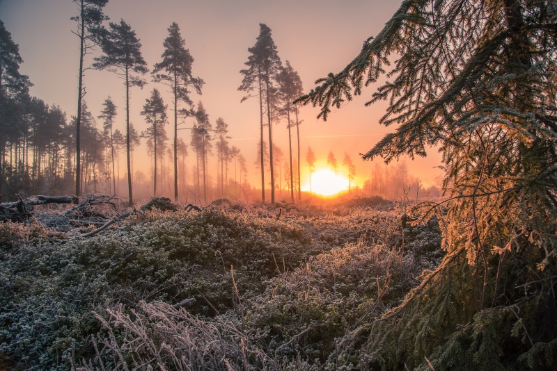 Forest sunrise with frost and pine trees