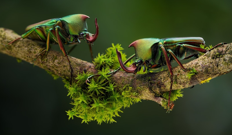 Two Theodosia Rodriguezi Beetles on a Branch