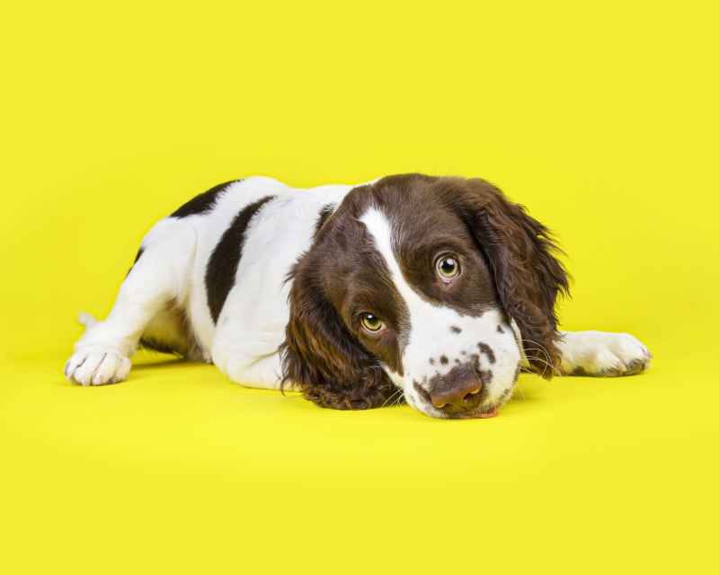 English Springer Spaniel puppy lying down on yellow background