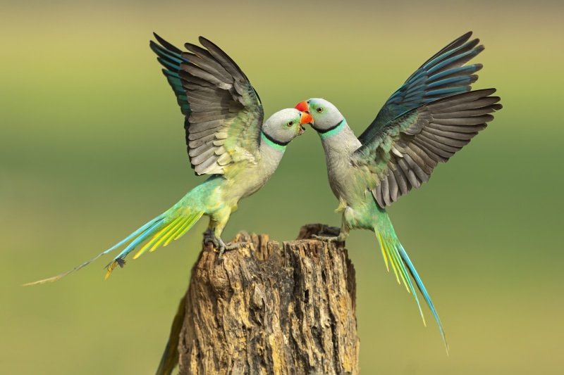 Two parrots on a tree stump