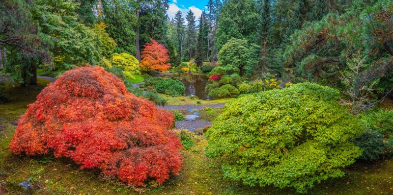 Japanese Garden in Autumn, Washington, USA