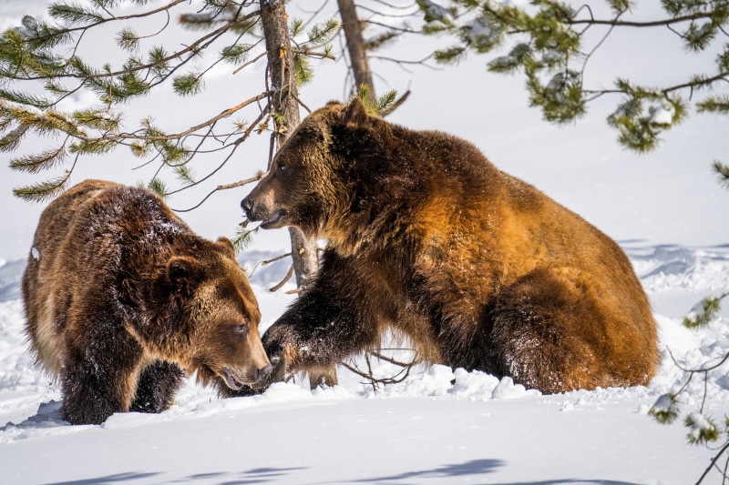 Two Brown Bears in Snow