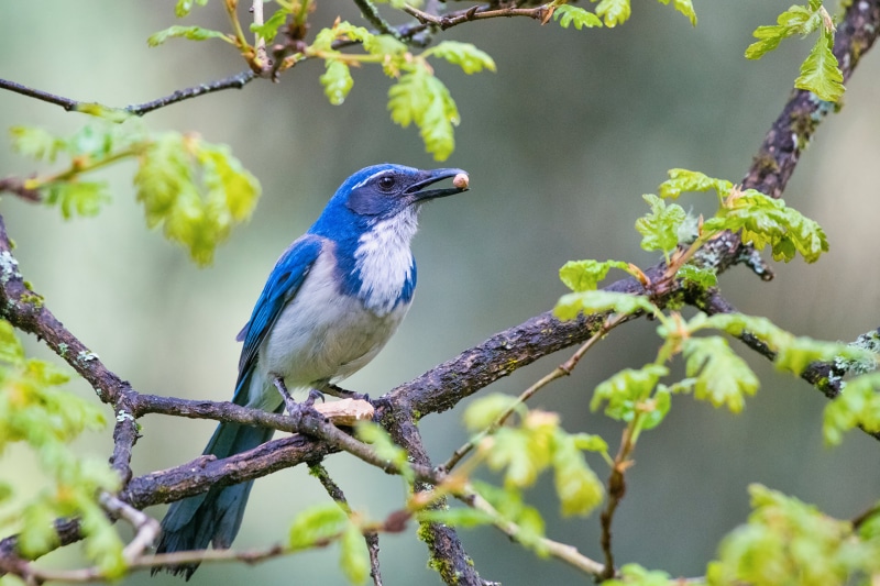 California Scrub Jay on a branch with a nut