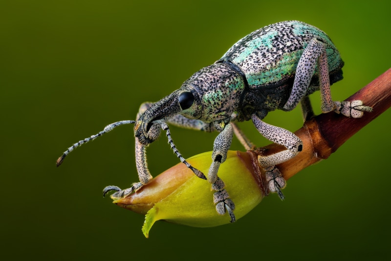 4K Rhinoscapha Beetle on Branch