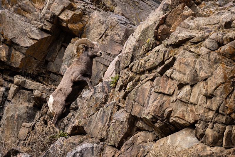 Bighorn sheep ram climbing rocky cliff