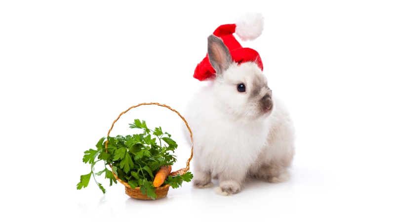 Christmas rabbit with carrots in a wicker basket