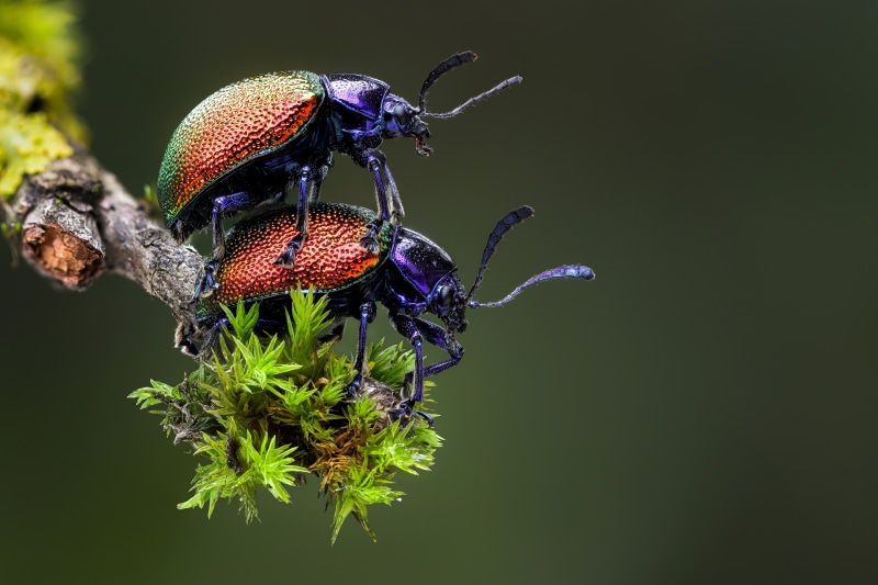Two Platycorynus Chapanus Beetles Mating