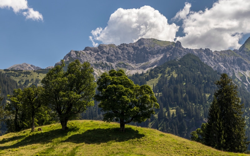 Trees on a grassy hill with mountains and clouds in Bavaria