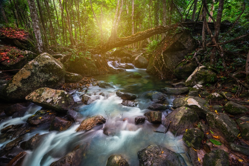 Forest stream with a natural bridge of roots and stones