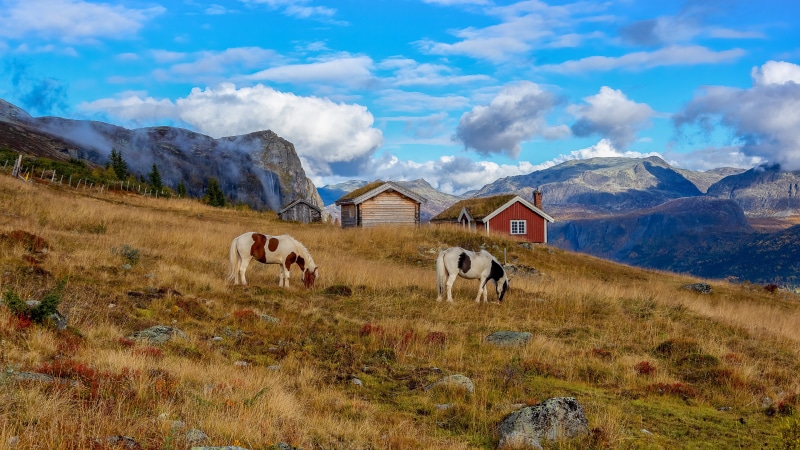 Horses grazing near cabins in Hemsedal, Norway