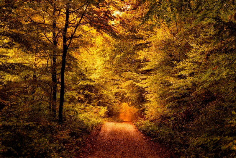 Autumn forest path in Taunus, Germany