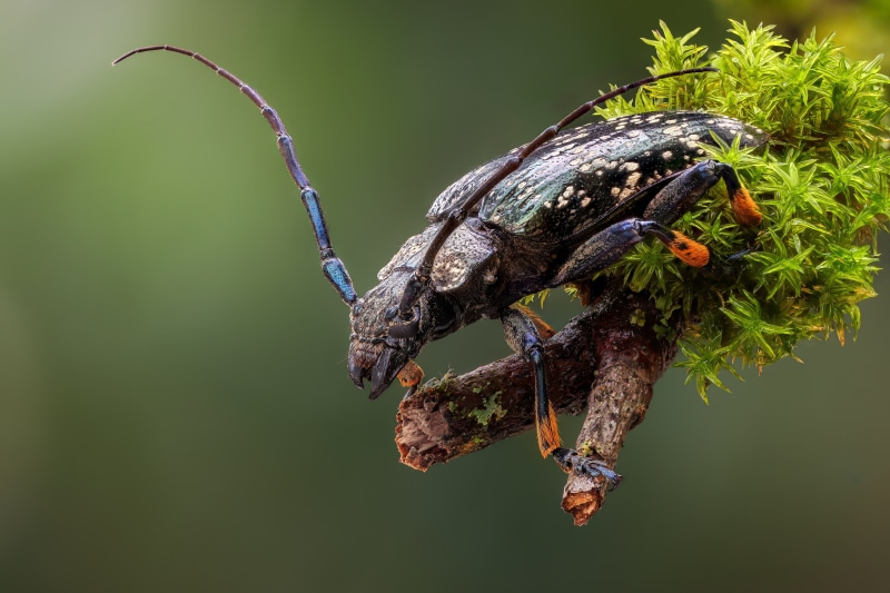 Sphingnotus dunningi beetle on mossy branch