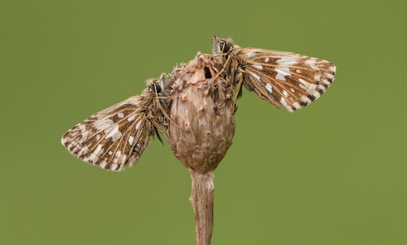Two Grizzled Skippers on a Dried Flower