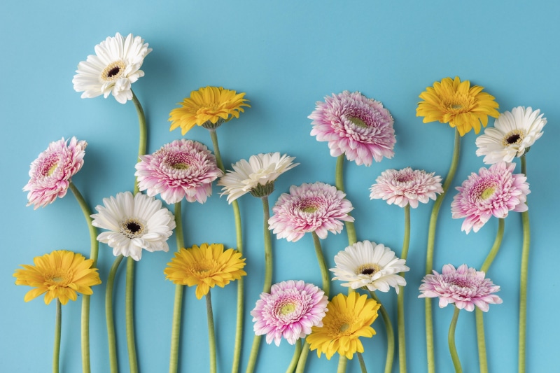 Many Gerbera flowers on a colored background
