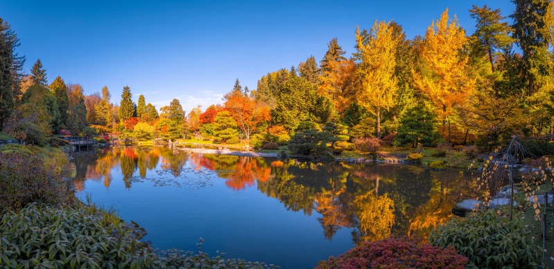 Seattle Japanese Garden in Autumn with Pond and Trees