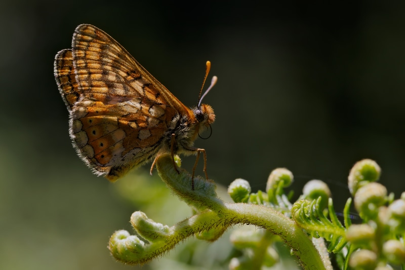4K Euphydryas aurinia butterfly on fern