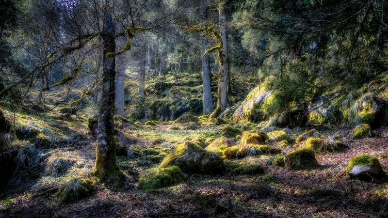 Mossy forest floor with rocks and trees in Hautes Vosges, France