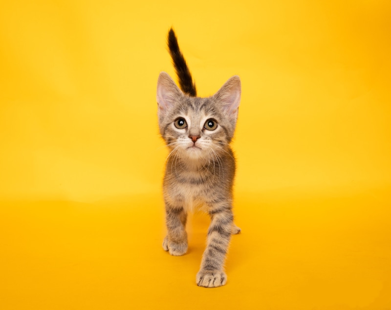 Kitten on a yellow background