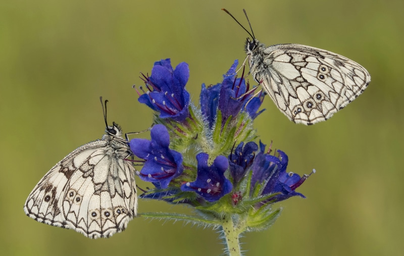 Two Marbled White Butterflies on Blue Flowers