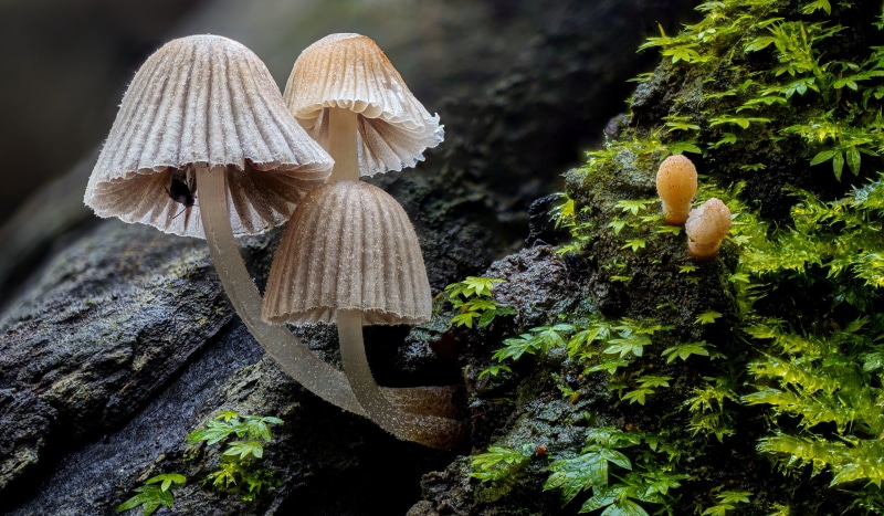 Mushrooms growing on mossy tree bark