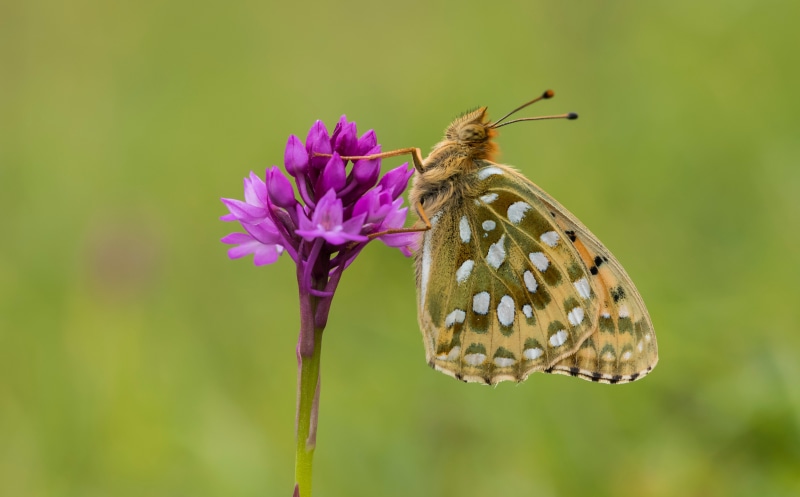 Dark Green Fritillary Butterfly on Purple Orchid