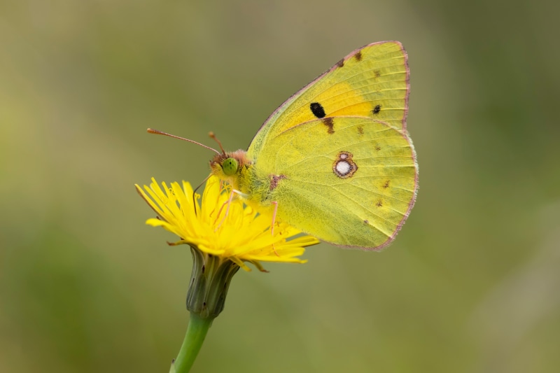 Clouded Yellow Butterfly on Yellow Flower