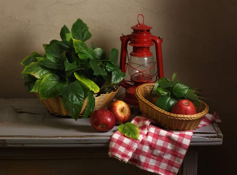 Still-life with apples, lantern, and plant