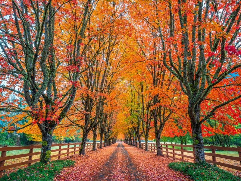 Autumn Avenue of Trees at Rockwood Farm, Washington
