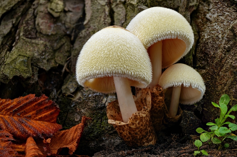 Volvariella bombycina mushrooms in forest
