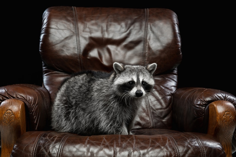 Raccoon sitting on a leather armchair