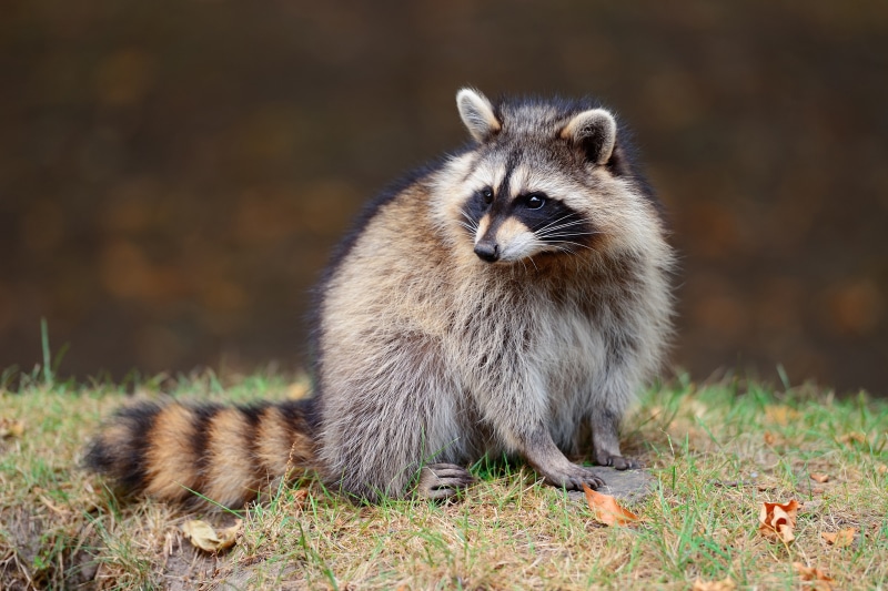 Raccoon sitting on grass with bokeh background