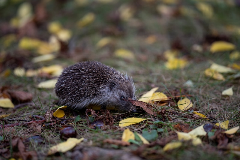 Hedgehog in Autumn Foliage