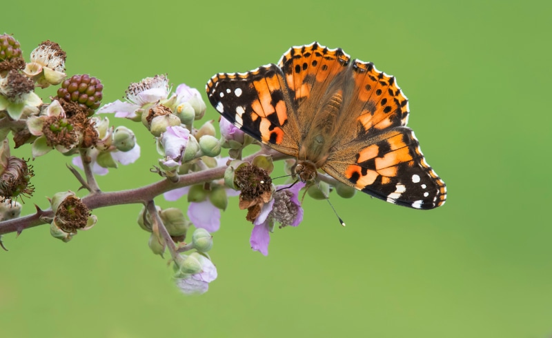 Painted Lady Butterfly on Blackberry Blossoms
