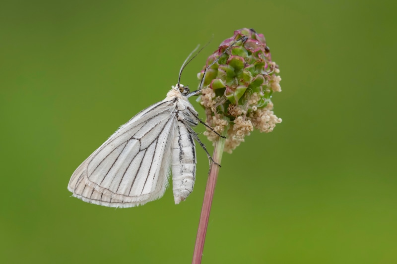 Black-veined moth on a plant