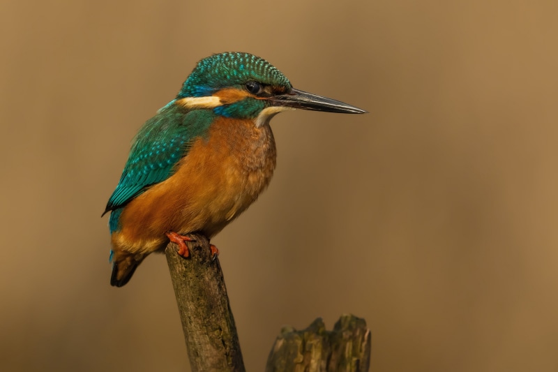 Common Kingfisher Bird on a Branch