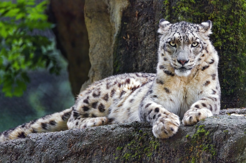 Snow leopard lying on a rock