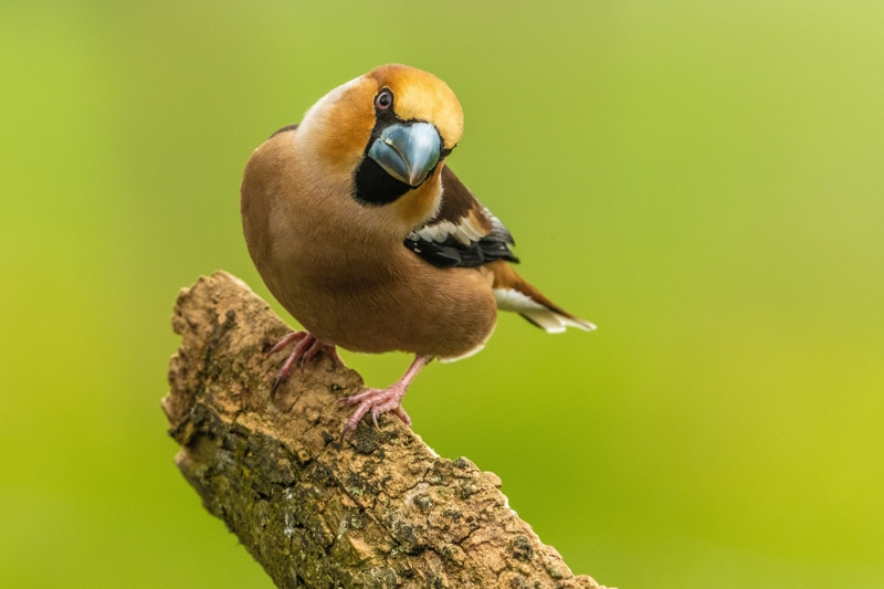 Hawfinch perched on a branch